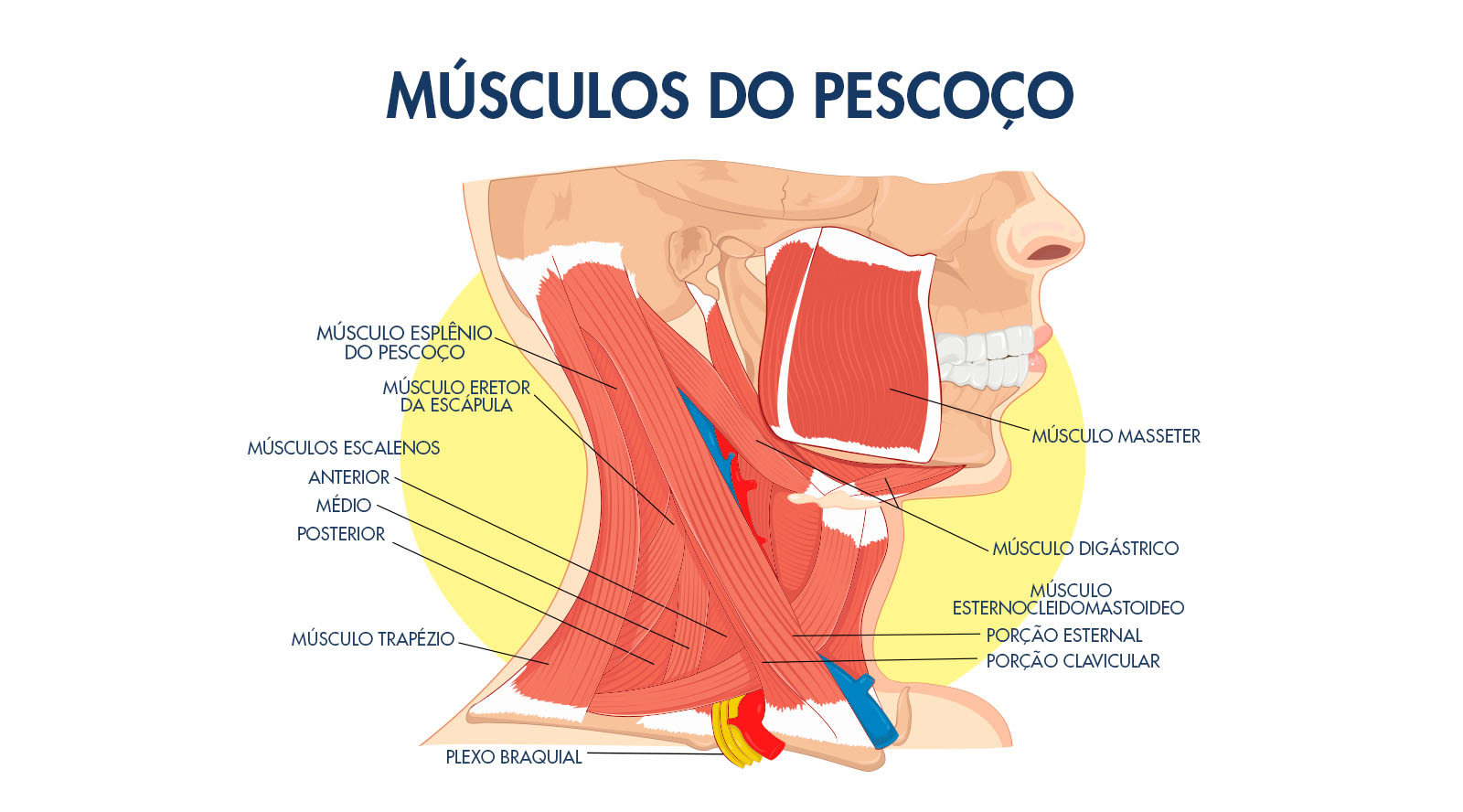 Por que alongar a mandíbula? Porque quase todos nós já cerrou os dentes